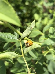 Harmonia axyridis