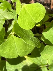 Oxalis acetosella