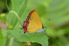 Heliophorus epicles