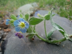 Nonea versicolor
