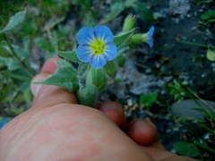 Nonea versicolor