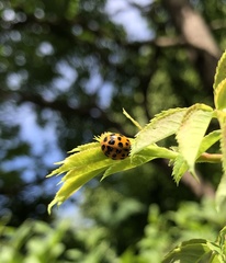 Harmonia axyridis