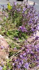Campanula poscharskyana