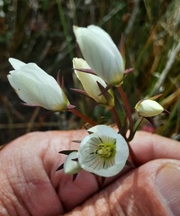 Gentianella cunninghamii
