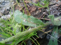 Nonea versicolor