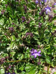 Campanula poscharskyana