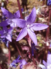 Campanula poscharskyana