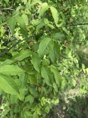Euonymus verrucosus