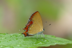 Heliophorus epicles