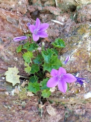 Campanula portenschlagiana
