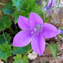 Campanula portenschlagiana