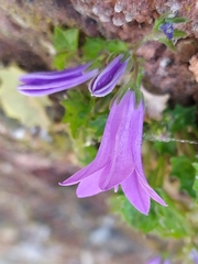Campanula portenschlagiana