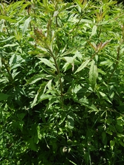 Eupatorium cannabinum