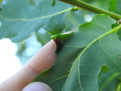 Macrodiplosis pustularis