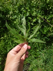 Eupatorium cannabinum
