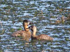 Thalassornis leuconotus
