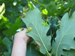 Macrodiplosis pustularis