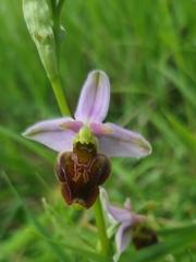 Ophrys fuciflora