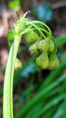Allium triquetrum