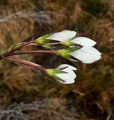 Gentianella cunninghamii