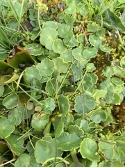 Hydrocotyle vulgaris