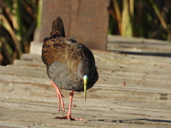 Pardirallus sanguinolentus
