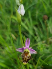 Ophrys fuciflora