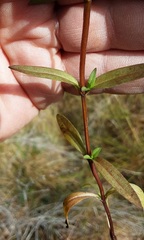 Gentianella cunninghamii
