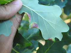 Macrodiplosis pustularis