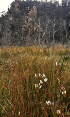 Gentianella cunninghamii