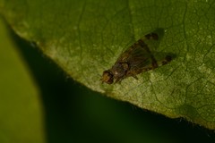 Sphenella marginata