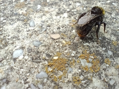 Bombus soroeensis