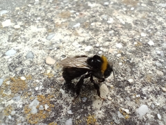 Bombus soroeensis