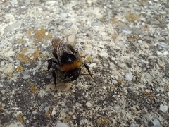 Bombus soroeensis