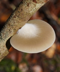 Conchomyces bursiformis