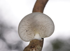 Conchomyces bursiformis