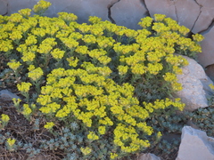 Alyssum baumgartnerianum