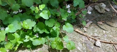 Cymbalaria muralis