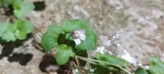 Cymbalaria muralis