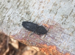 Lacon punctatus