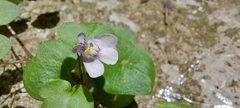 Cymbalaria muralis