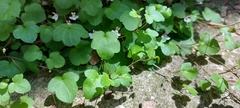 Cymbalaria muralis