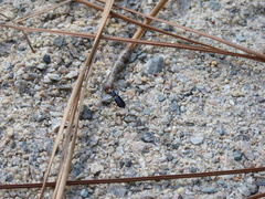 Cicindela abdominalis