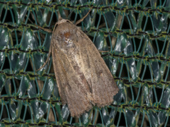 Proteuxoa hypochalchis