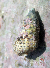 Clypeomorus petrosa