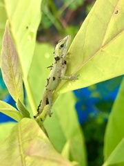 Anolis carolinensis