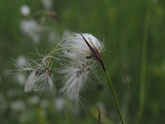Eriophorum latifolium
