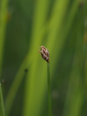 Eleocharis uniglumis