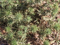 Cousinia hermonis