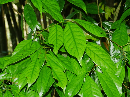 Castanopsis faberi (Castanopsis faberi)